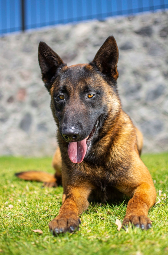 PASTOR-BELGA-MALINOIS-MACHO-MEXICO-OBOUN11