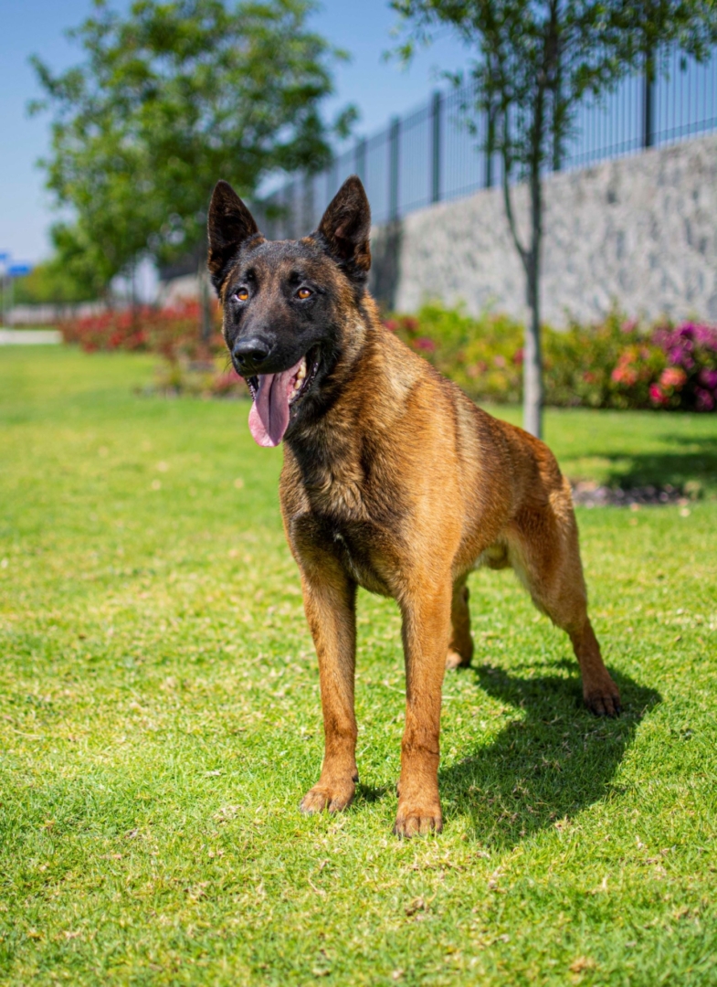PASTOR-BELGA-MALINOIS-MACHO-MEXICO-OBOUN12