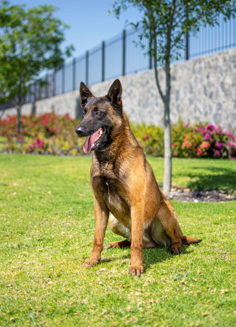 PASTOR-BELGA-MALINOIS-MACHO-MEXICO-OBOUN2