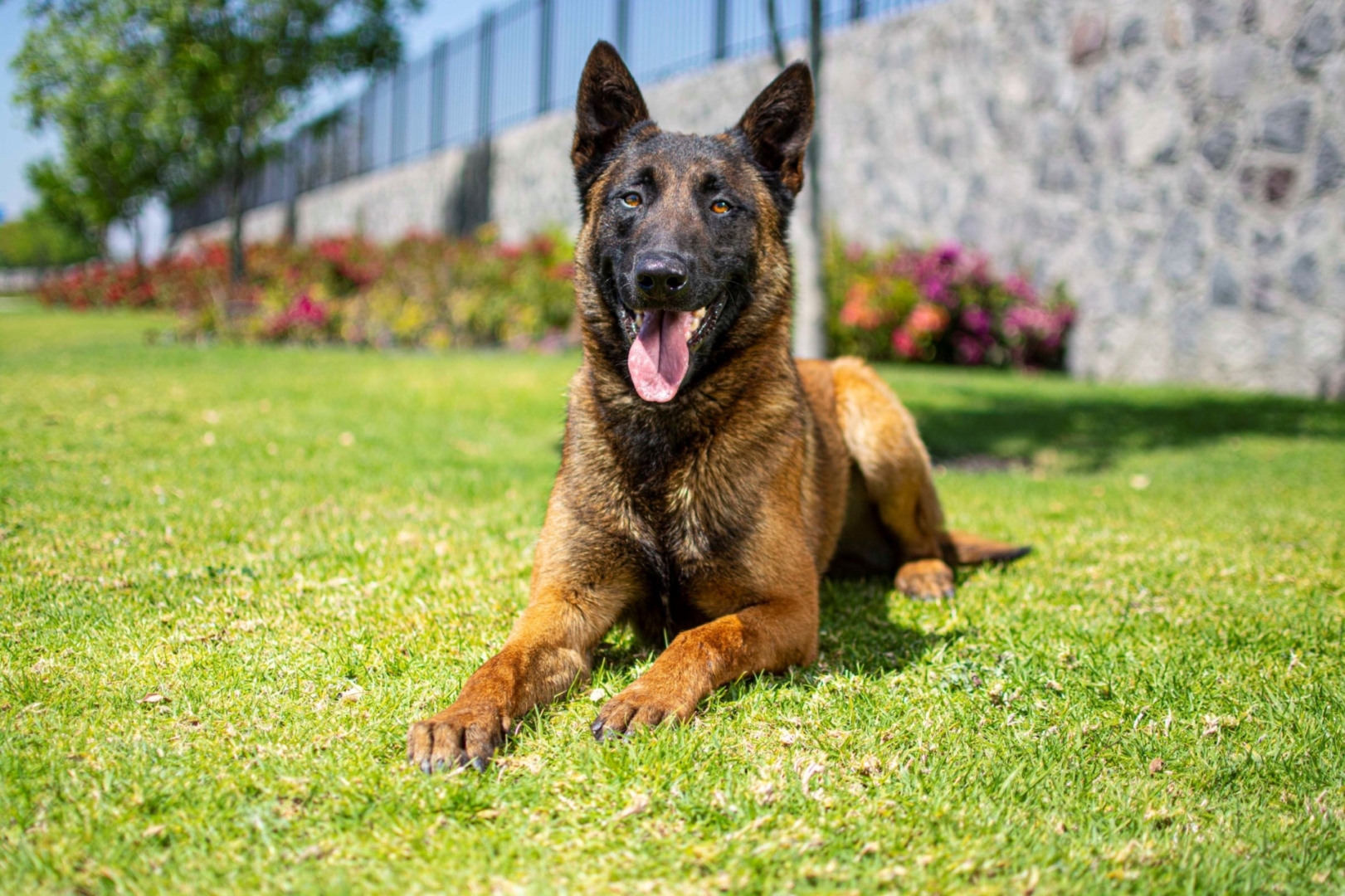 PASTOR-BELGA-MALINOIS-MACHO-MEXICO-OBOUN3