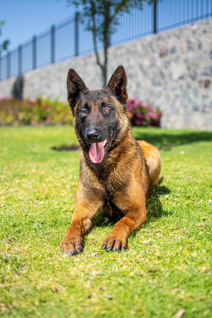PASTOR-BELGA-MALINOIS-MACHO-MEXICO-OBOUN4