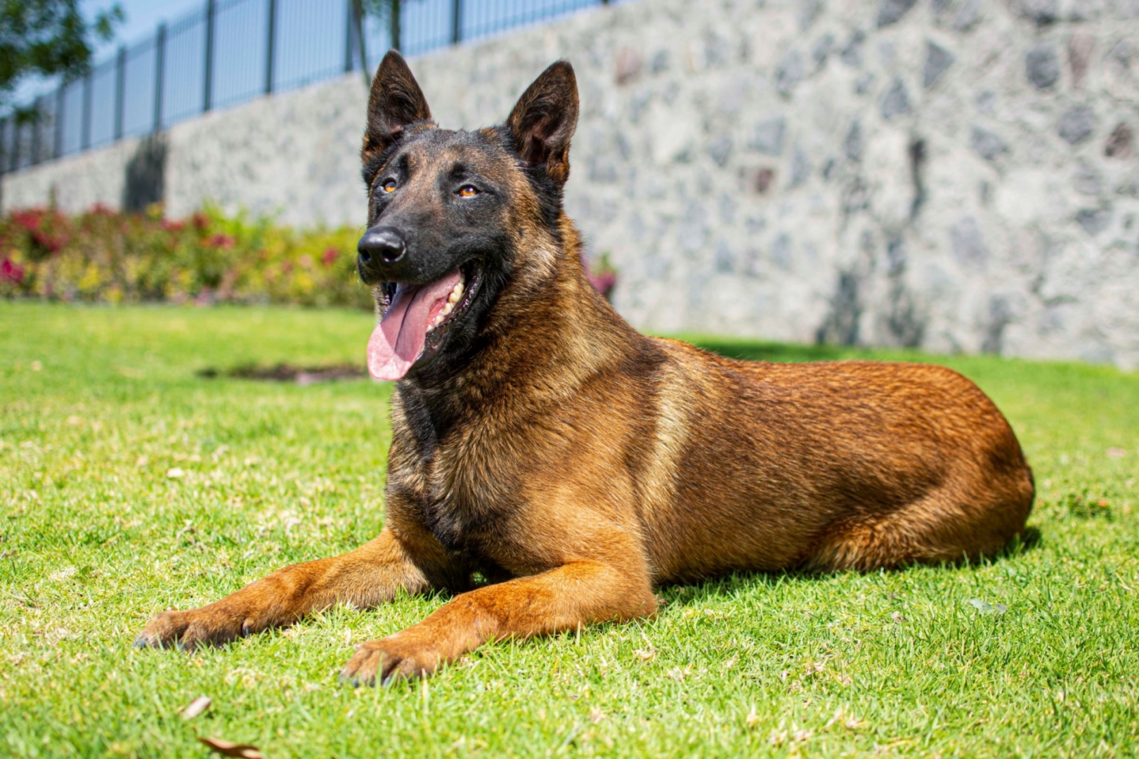 PASTOR-BELGA-MALINOIS-MACHO-MEXICO-OBOUN5
