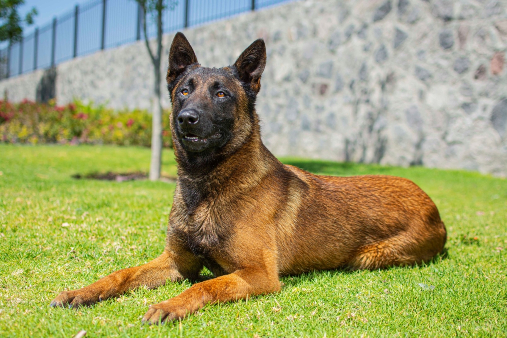 PASTOR-BELGA-MALINOIS-MACHO-MEXICO-OBOUN6