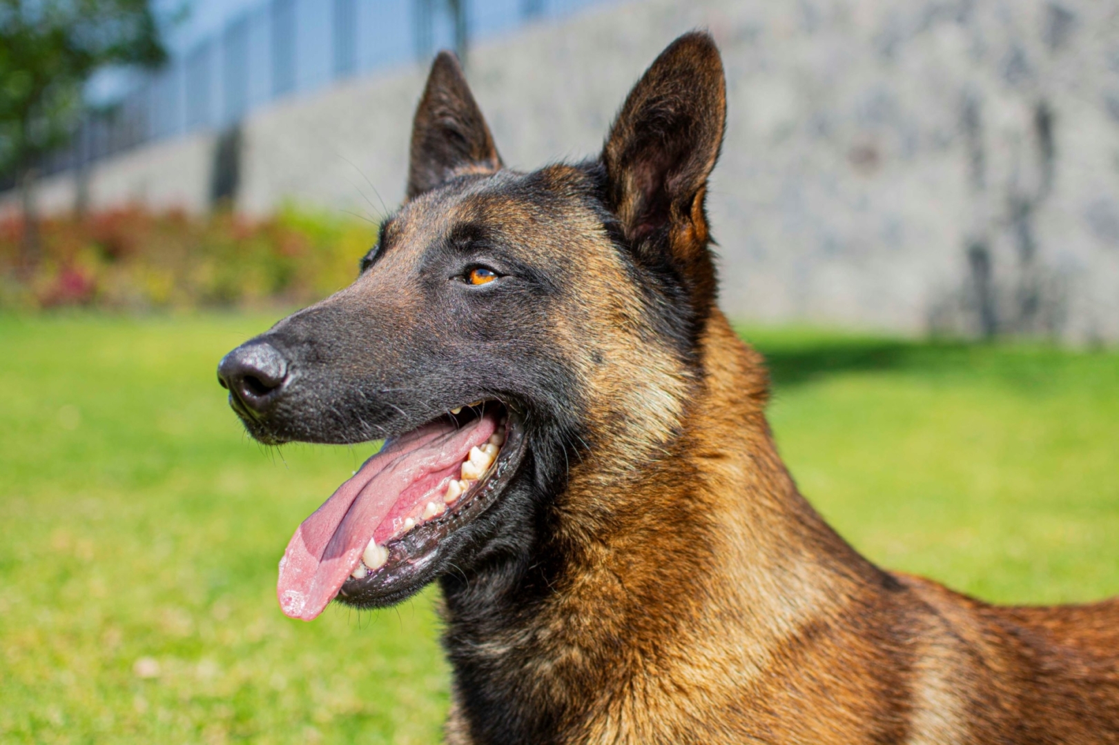 PASTOR-BELGA-MALINOIS-MACHO-MEXICO-OBOUN7