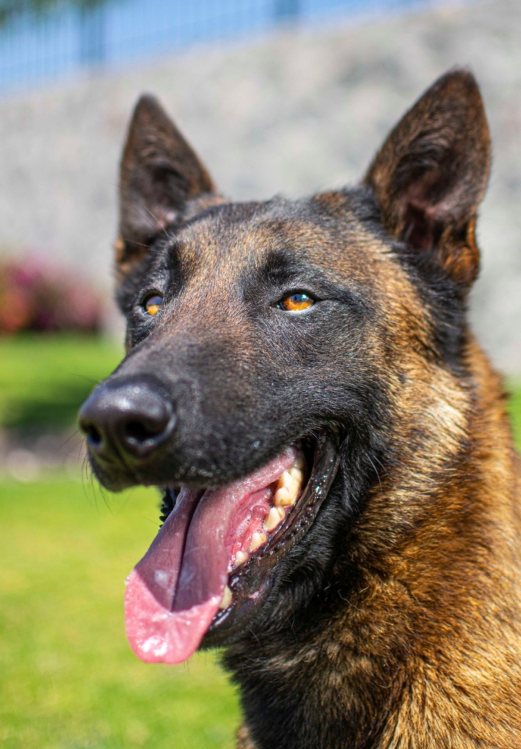 PASTOR-BELGA-MALINOIS-MACHO-MEXICO-OBOUN9