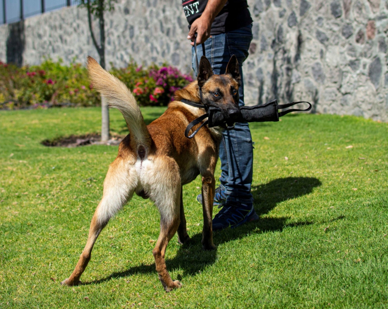 PASTOR-BELGA-MALINOIS-MACHO-MEXICO