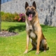 PASTOR-BELGA-MALINOIS-MACHO-MEXICO1