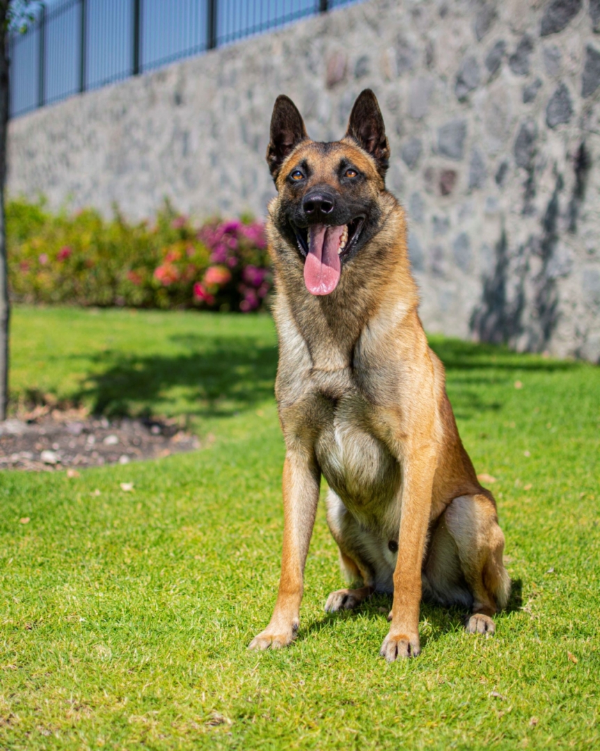 PASTOR-BELGA-MALINOIS-MACHO-MEXICO1