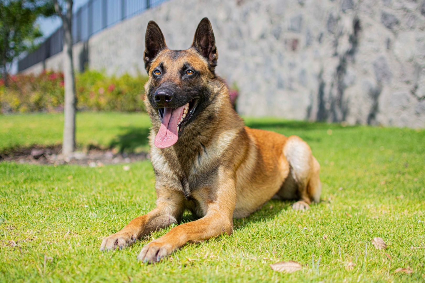 PASTOR-BELGA-MALINOIS-MACHO-MEXICO1