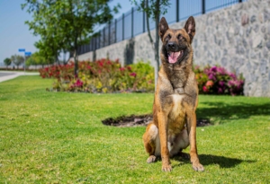 PASTOR-BELGA-MALINOIS-MACHO-ORACK