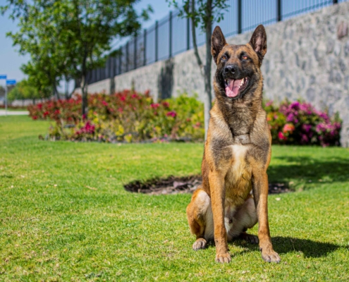 PASTOR-BELGA-MALINOIS-MACHO-ORACK