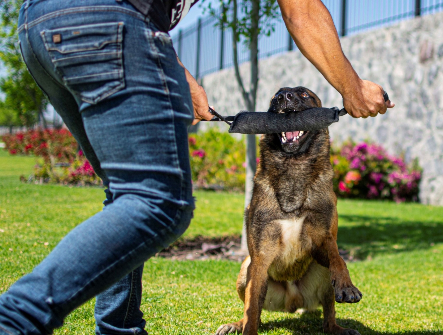 PASTOR-BELGA-MALINOIS-MACHO-ORACK2