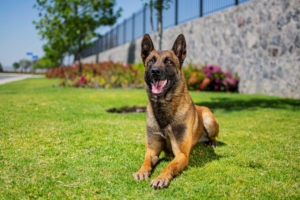 PASTOR-BELGA-MALINOIS-MACHO-ORACK3