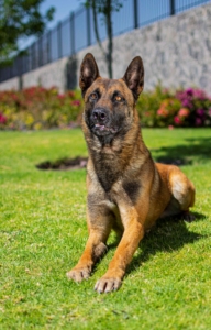 PASTOR-BELGA-MALINOIS-MACHO-ORACK4