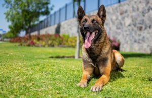 PASTOR-BELGA-MALINOIS-MACHO-ORACK4