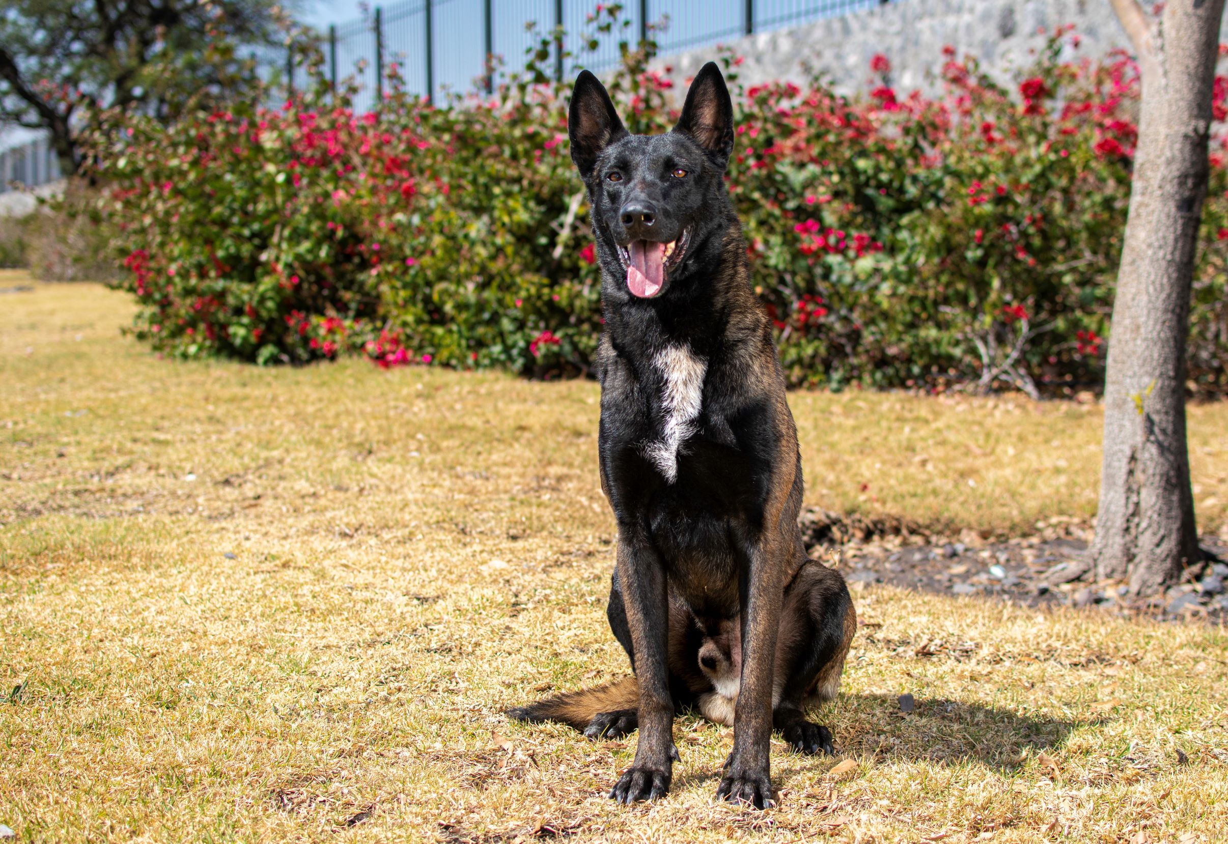 PASTOR-BELGA-MALINOIS-MEXICO-BUNKER02