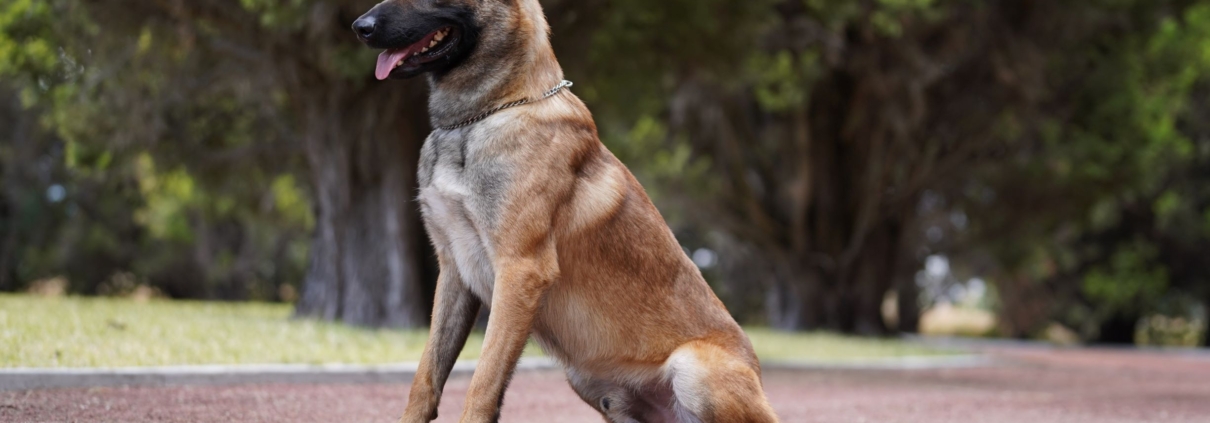 PASTOR-BELGA-MALINOIS-MEXICO-PERROS-ELITE-NEO