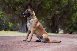 PASTOR-BELGA-MALINOIS-MEXICO-PERROS-ELITE-NEO