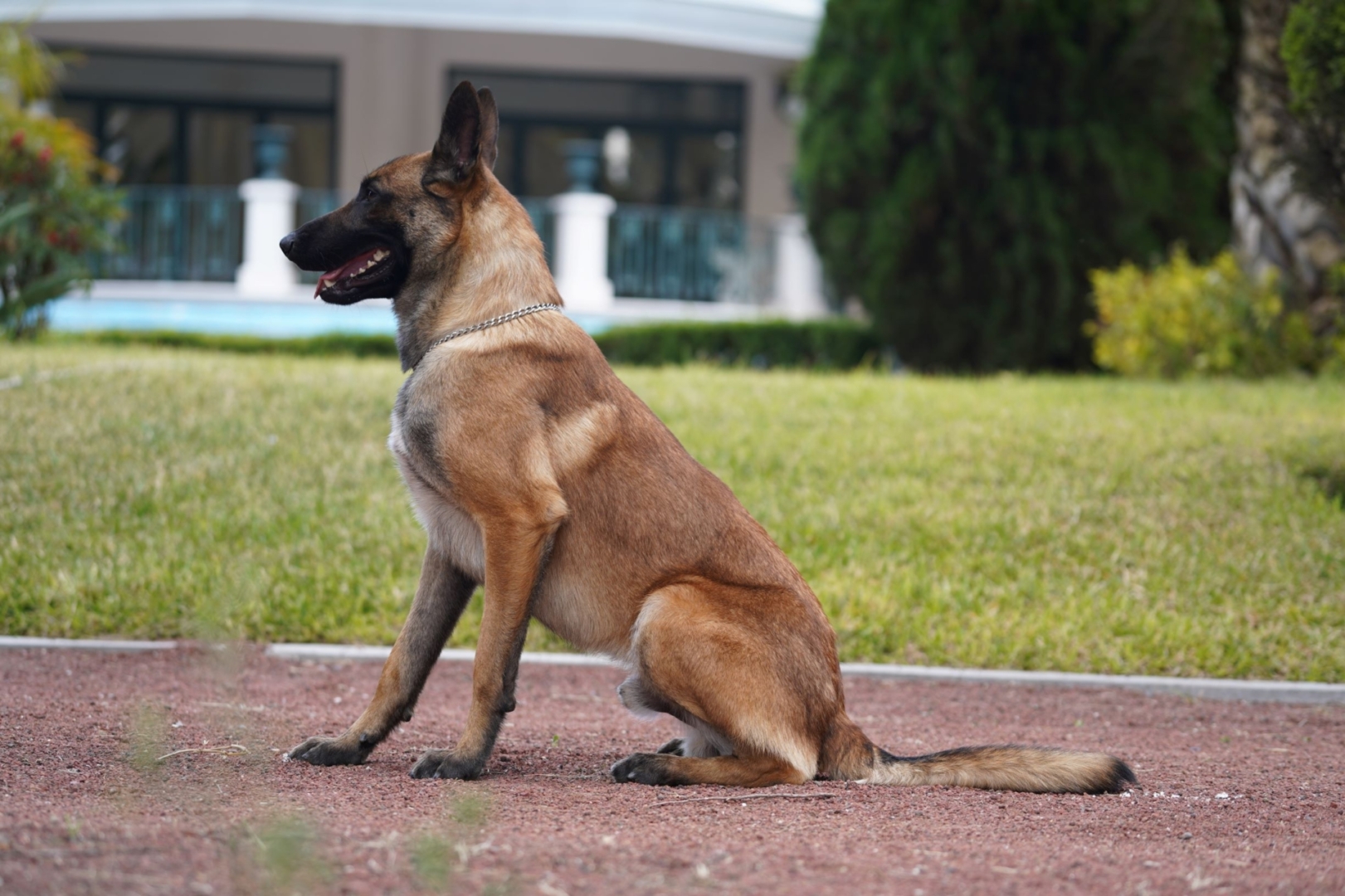 PASTOR-BELGA-MALINOIS-MEXICO-PERROS-ELITE-NEO2
