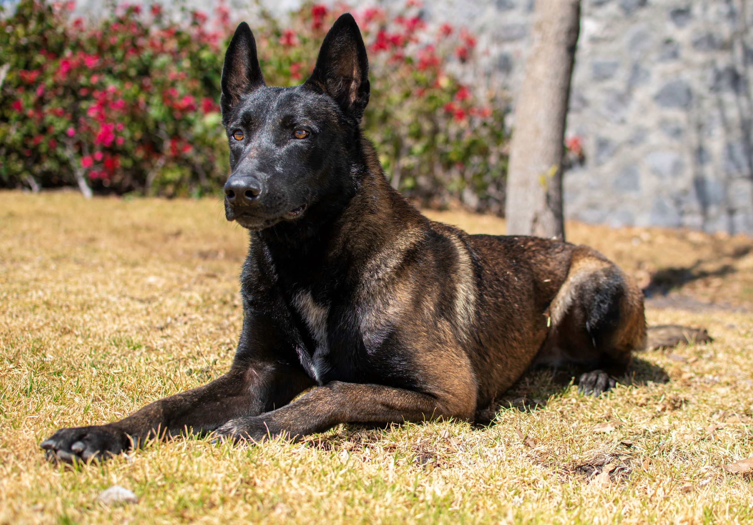PASTOR-BELGA-MALINOIS-PERROS-ELITE-BUNKER03
