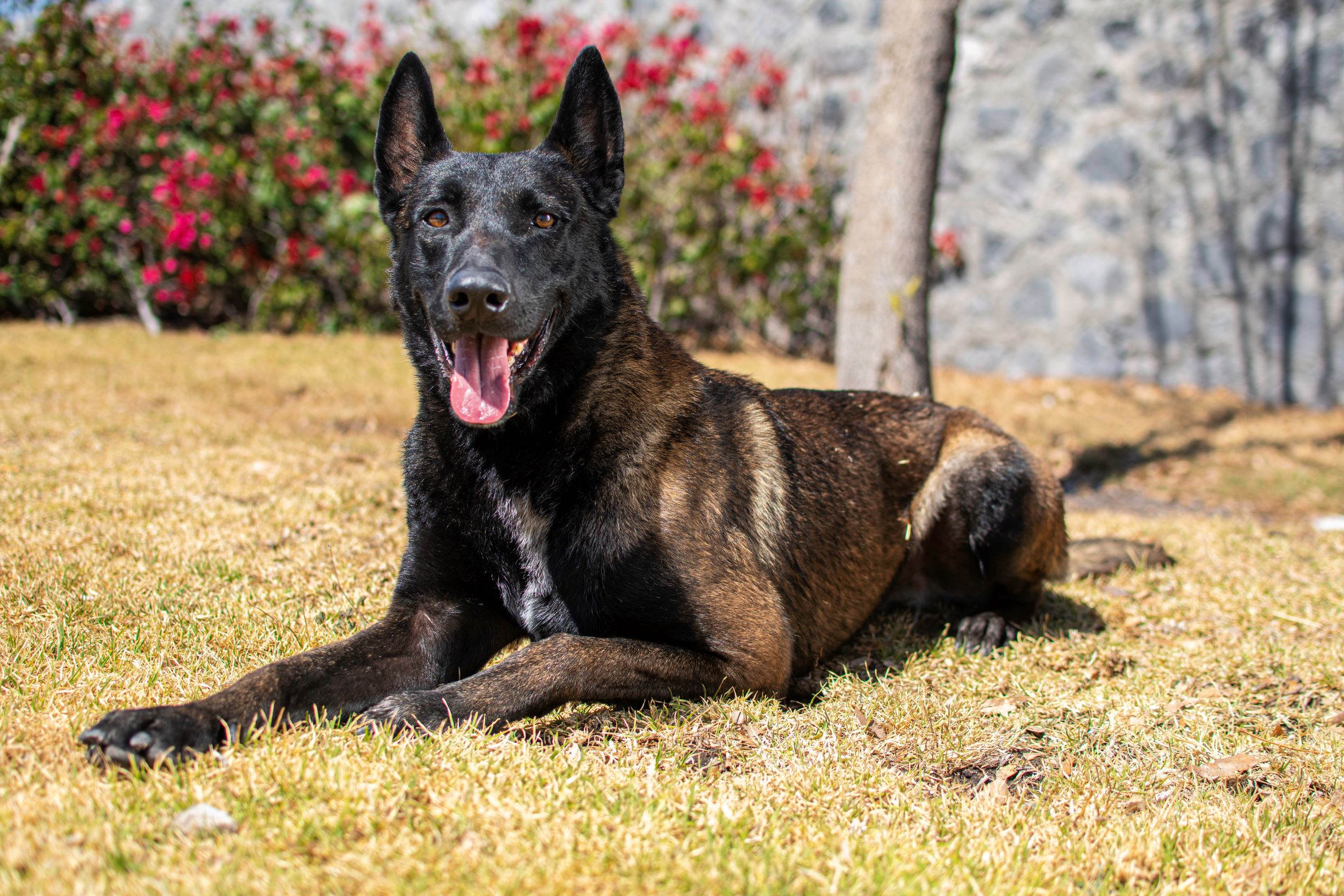 PASTOR-BELGA-MALINOIS-PERROS-ELITE-BUNKER04