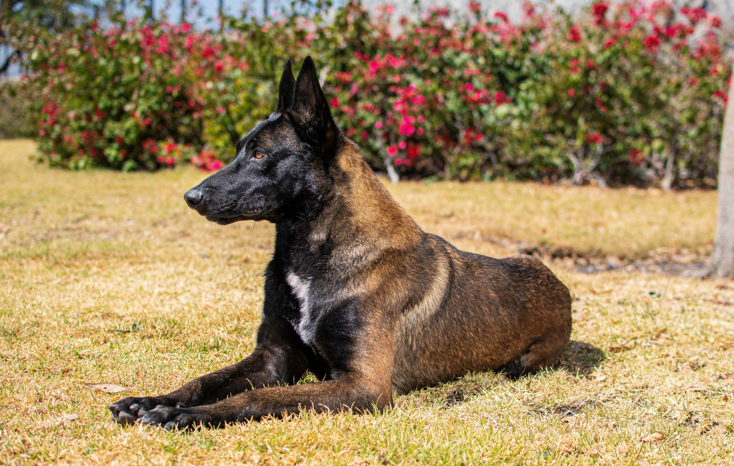 PASTOR-BELGA-MALINOIS-PERROS-ELITE-BUNKER05