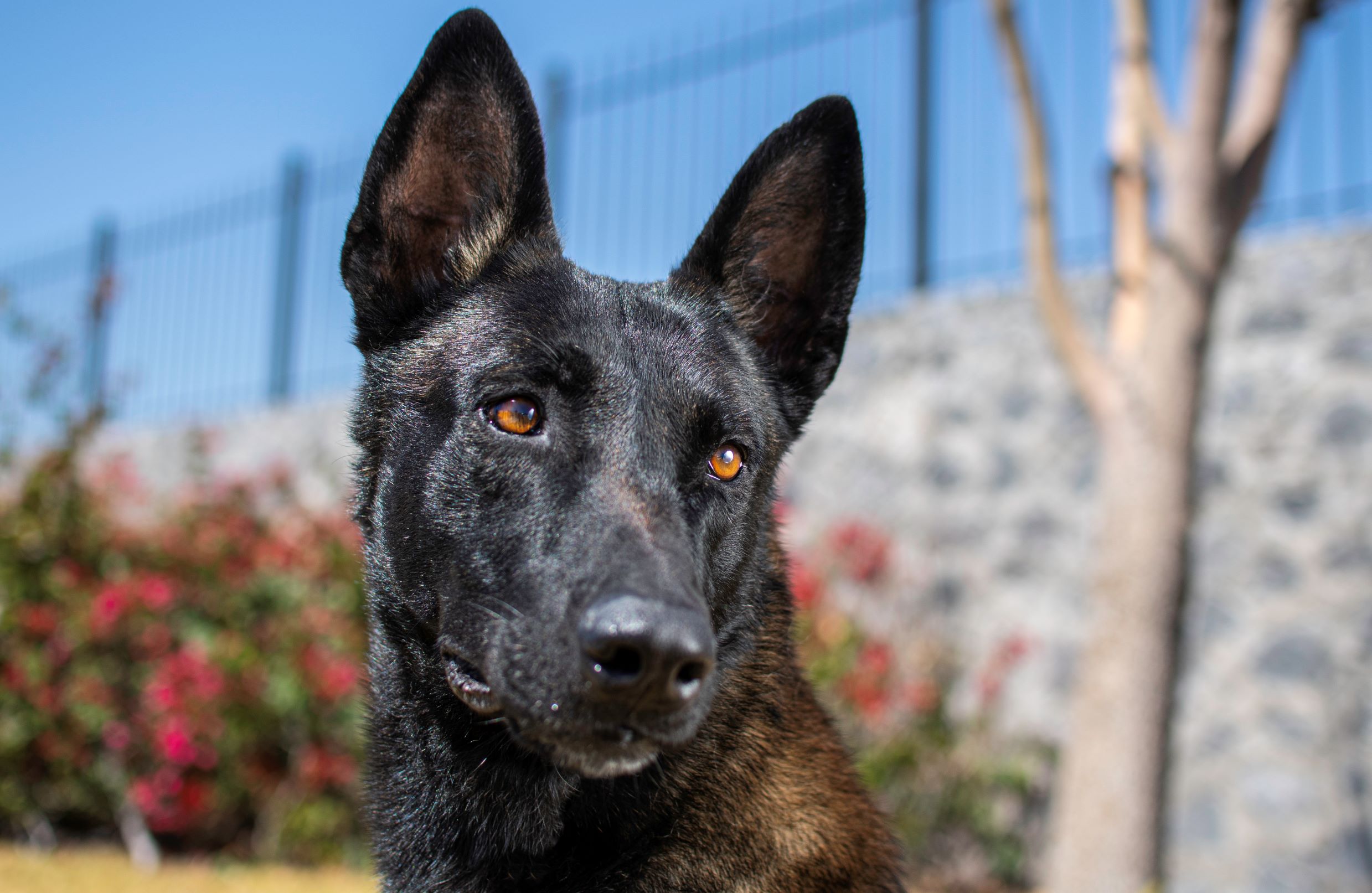 PASTOR-BELGA-MALINOIS-PERROS-ELITE-BUNKER06