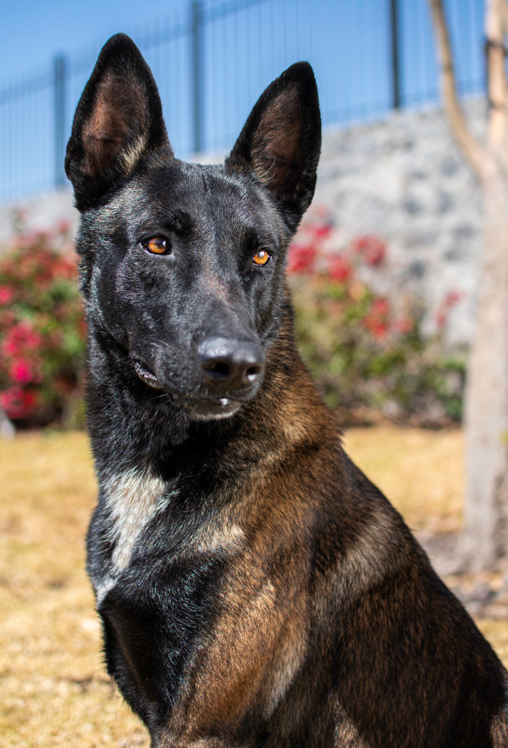 PASTOR-BELGA-MALINOIS-PERROS-ELITE-BUNKER07
