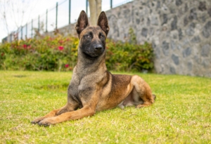PASTOR-BELGA-PERKUT-PERROS-ELITE-02