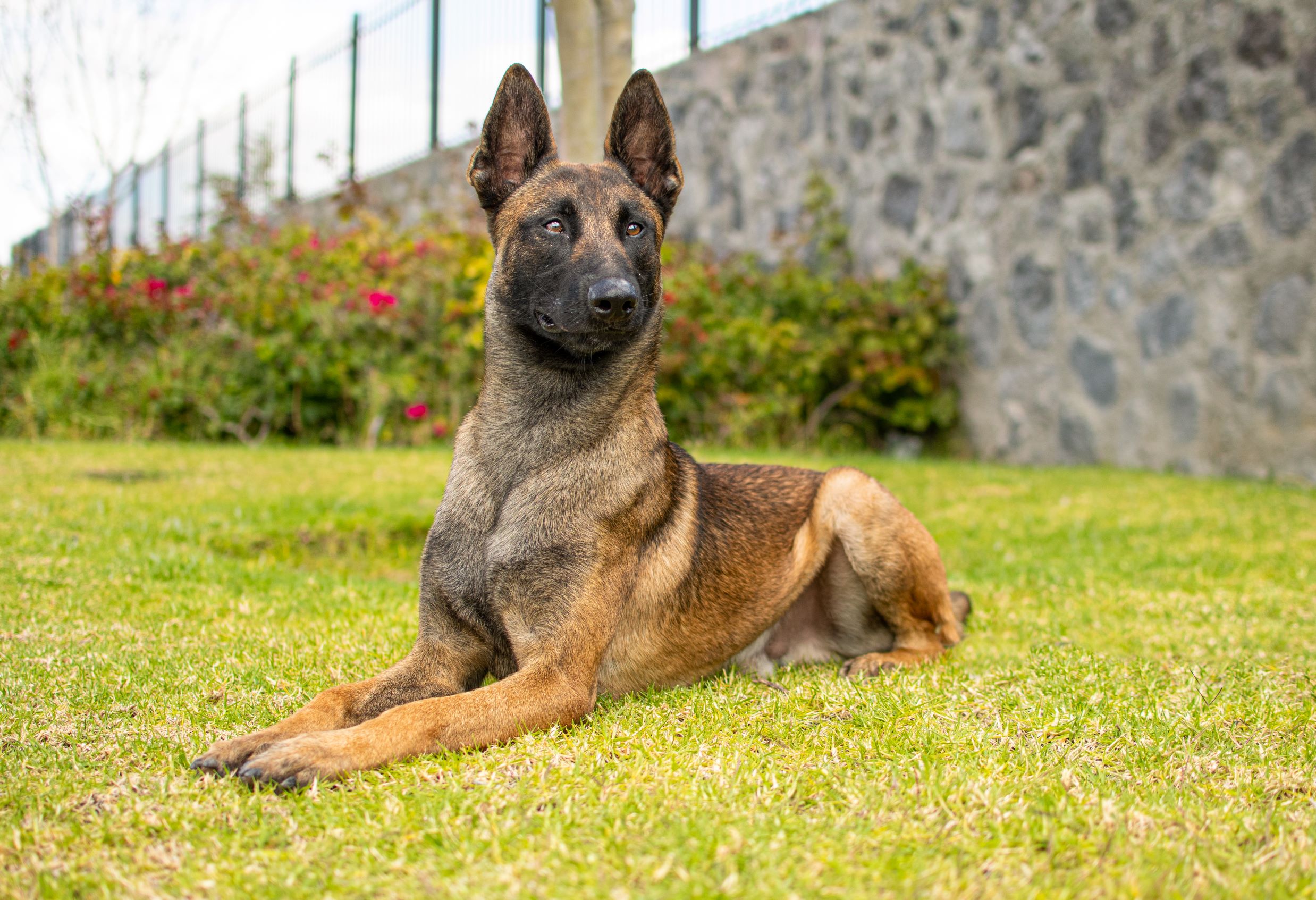 PASTOR-BELGA-PERKUT-PERROS-ELITE-02