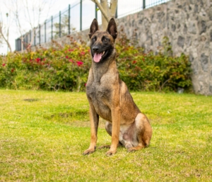 PERKUT-PERROS-ELITE-02