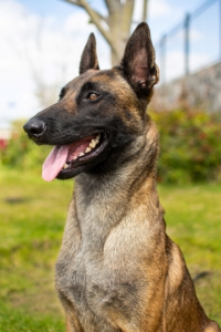 PERKUT-PERROS-ELITE-03