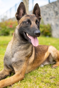 PERKUT-PERROS-ELITE-04