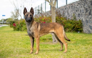 PERKUT-PERROS-ELITE-05