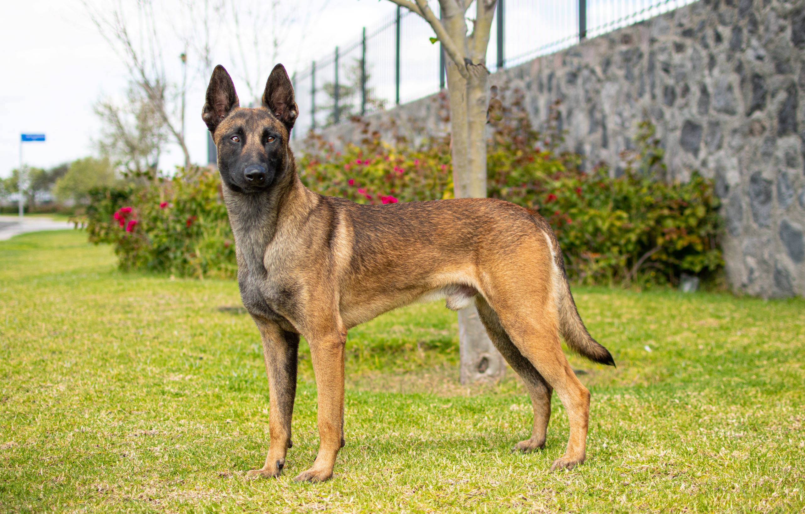 PERKUT-PERROS-ELITE-05