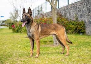 PERKUT-PERROS-ELITE-06
