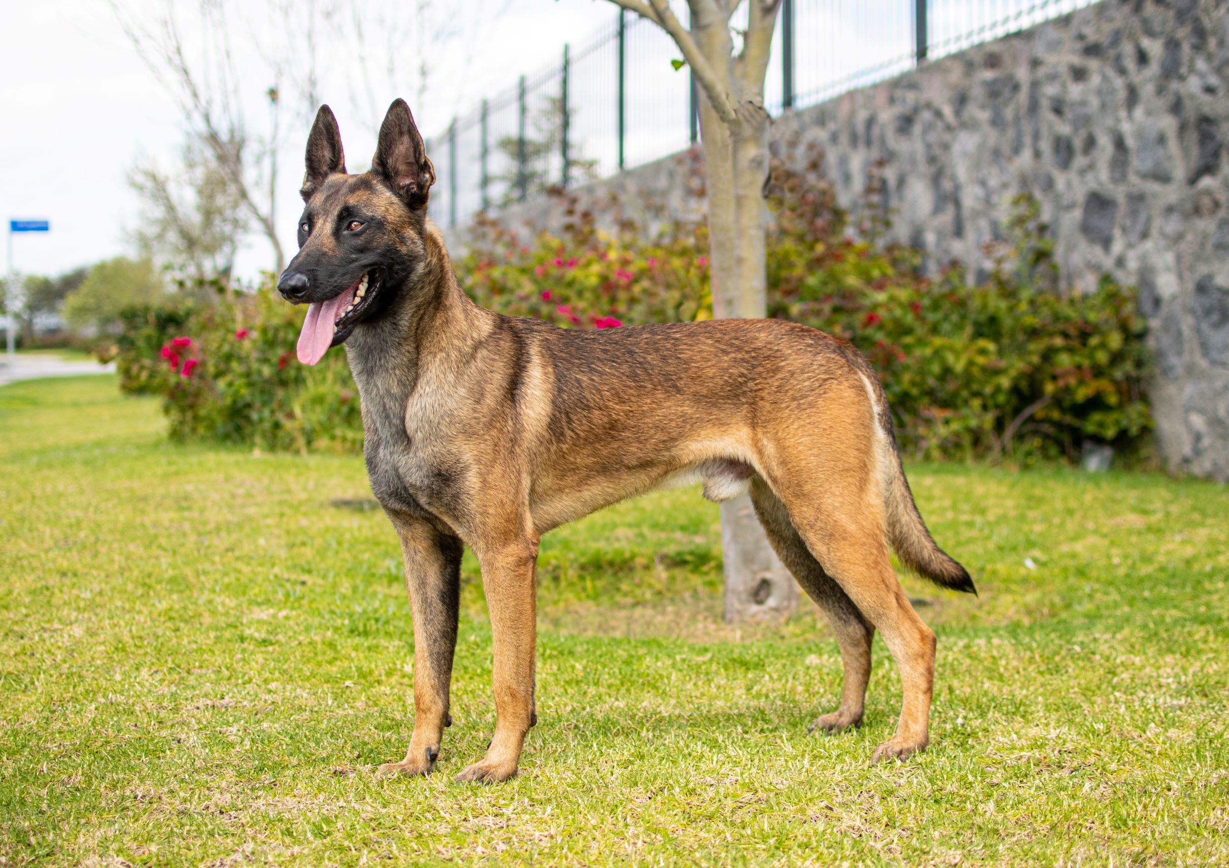 PERKUT-PERROS-ELITE-06