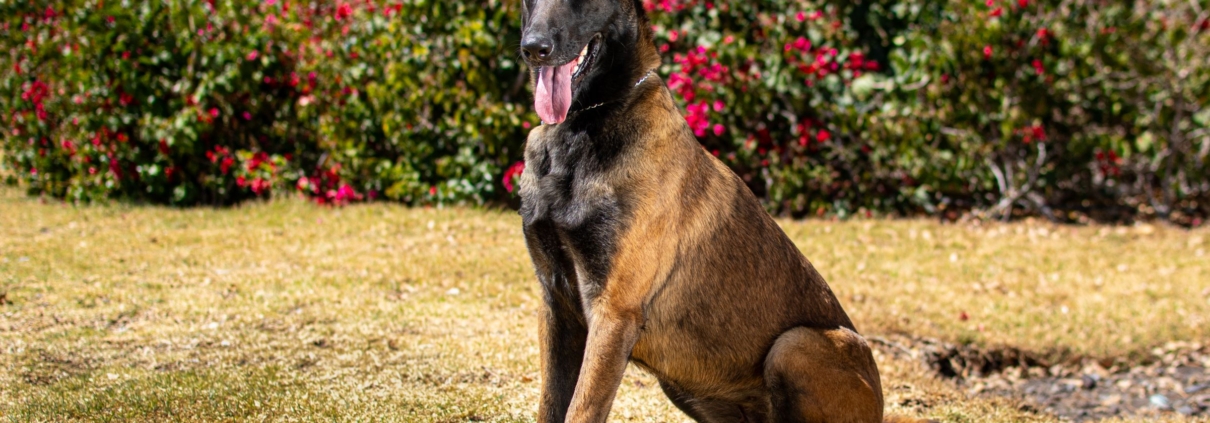 PastorBelgaMalinois-Buchona