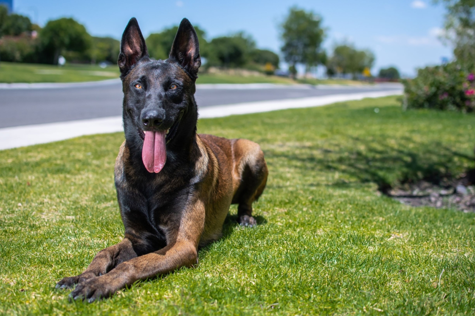 PERROS-ELITE-PASTOR-BELGA-MALINOIS-MACHO-MEXICO-NARCO