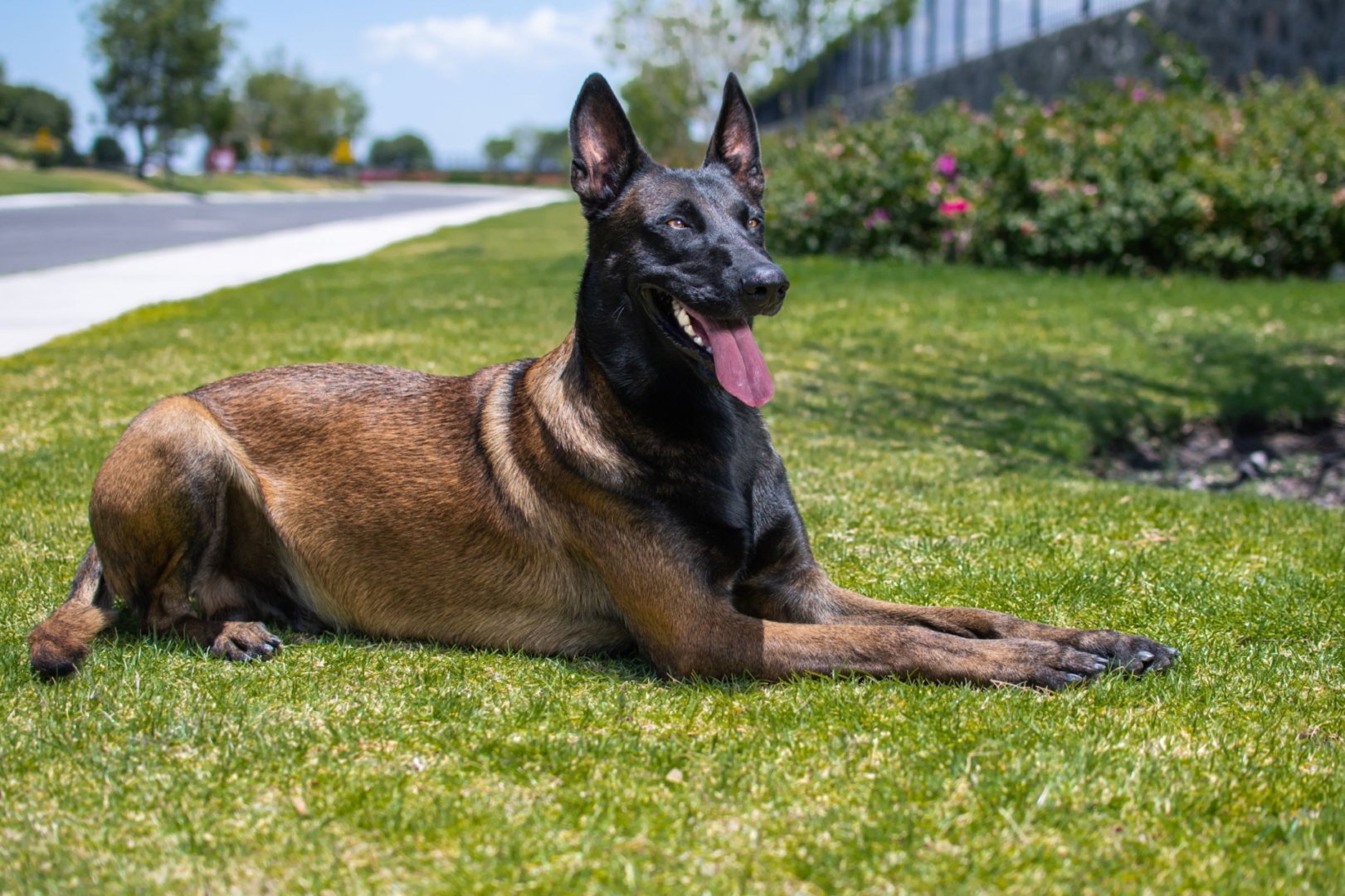 PERROS-ELITE-PASTOR-BELGA-MALINOIS-MACHO-MEXICO-NARCO1