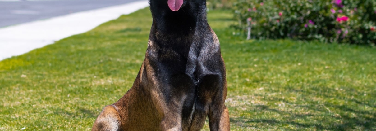 PERROS-ELITE-PASTOR-BELGA-MALINOIS-MACHO-MEXICO-NARCO3