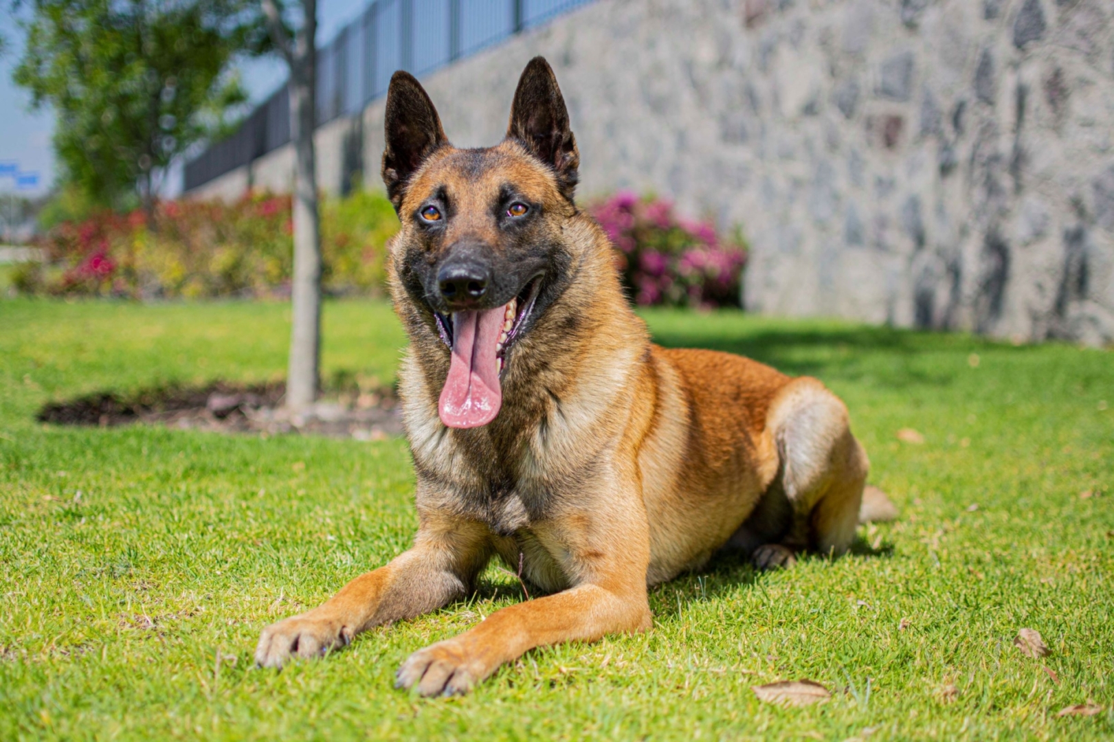 PERROS-ELITE-PASTOR-BELGA-MALINOIS-MACHO-MEXICO-NEGAN