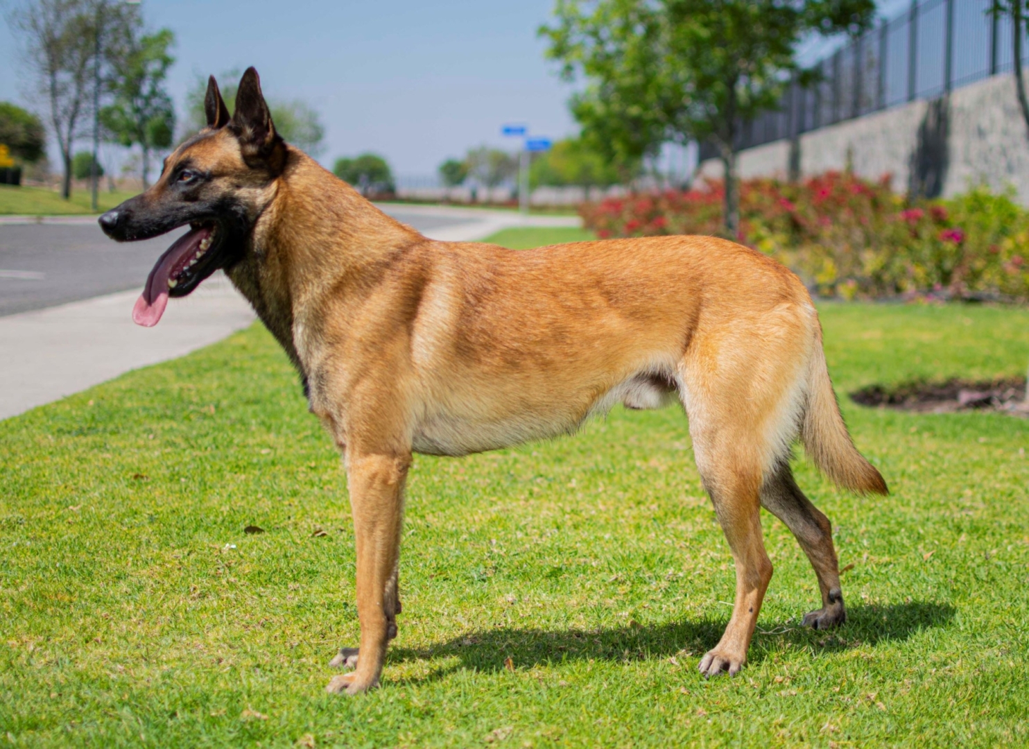 PERROS-ELITE-PASTOR-BELGA-MALINOIS-MACHO-MEXICO-NEGAN