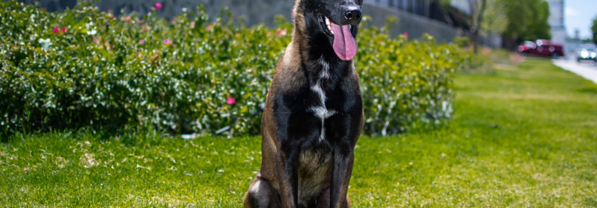 PERROS-ELITE-PASTOR-BELGA-MALINOIS-MACHO-MEXICO-NITRO2