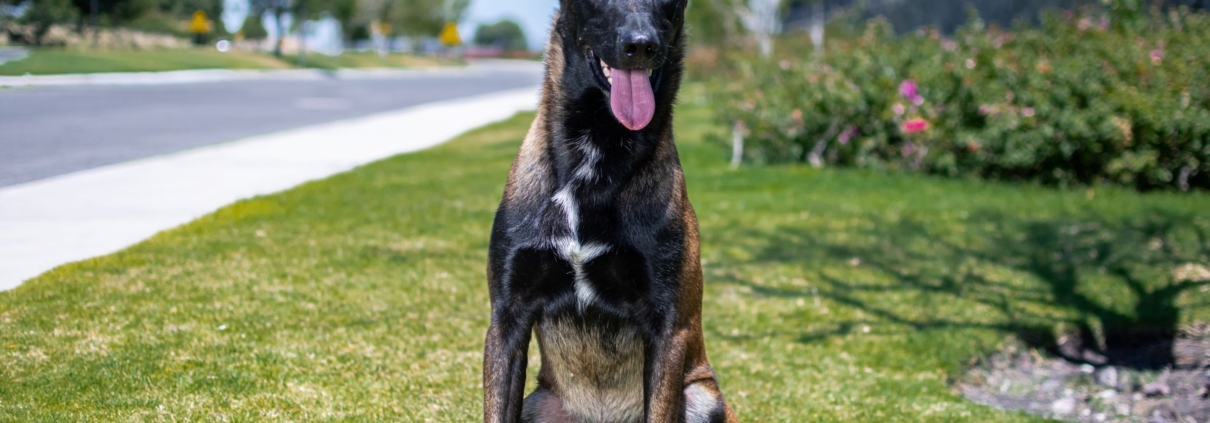PERROS-ELITE-PASTOR-BELGA-MALINOIS-MACHO-MEXICO-NITRO3
