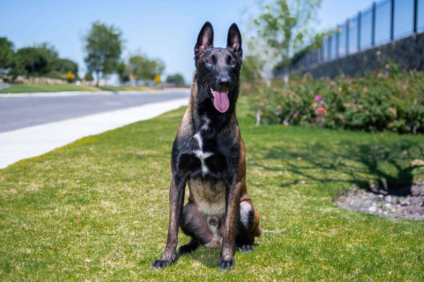 PERROS-ELITE-PASTOR-BELGA-MALINOIS-MACHO-MEXICO-NITRO3