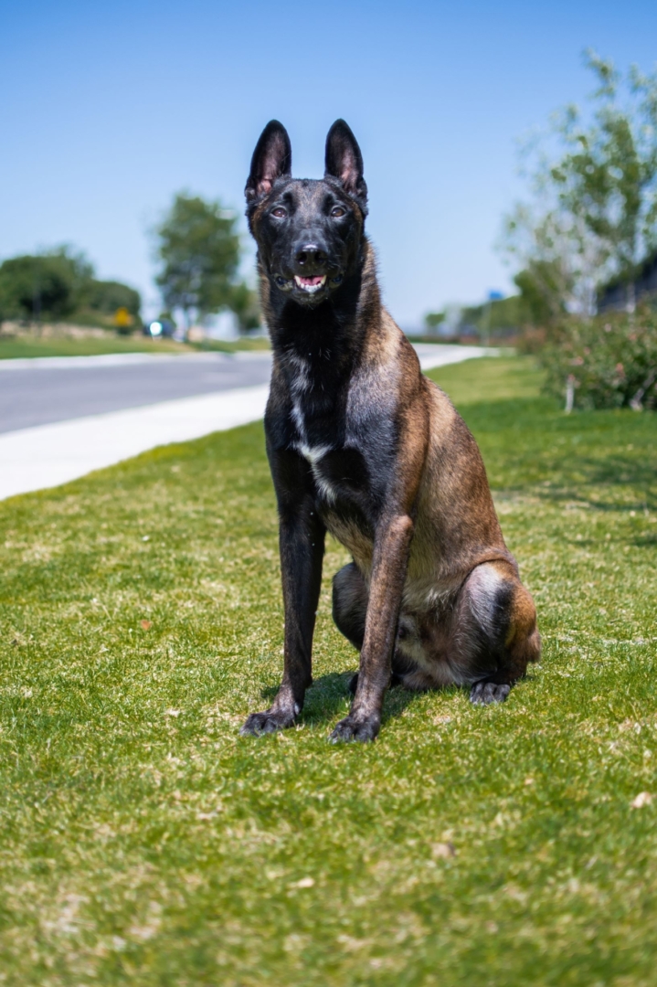 PERROS-ELITE-PASTOR-BELGA-MALINOIS-MACHO-MEXICO-NITRO4