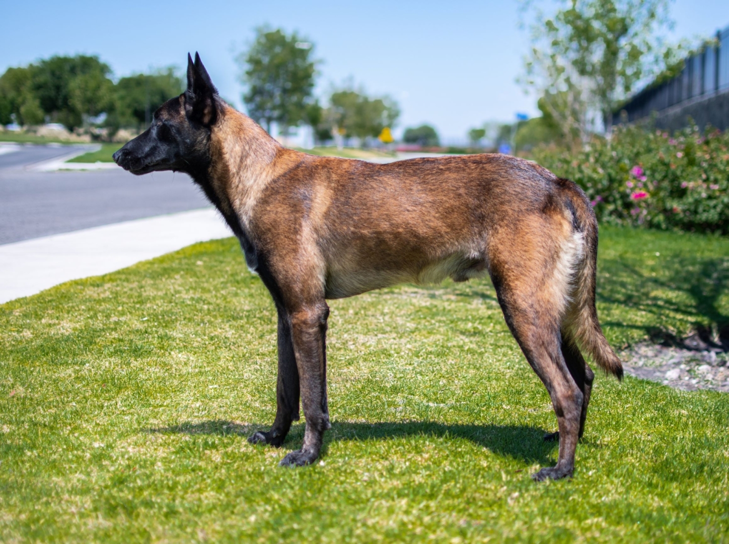 PERROS-ELITE-PASTOR-BELGA-MALINOIS-MACHO-MEXICO-NITRO5