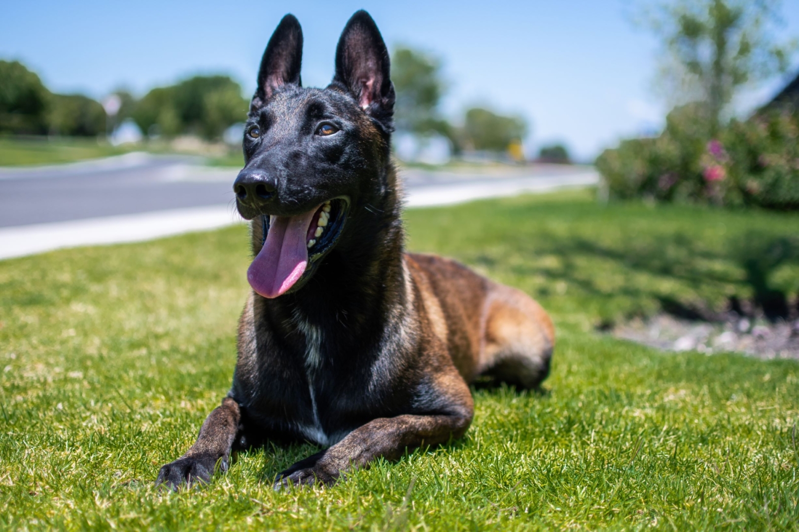 PERROS-ELITE-PASTOR-BELGA-MALINOIS-MACHO-MEXICO-NITRO6