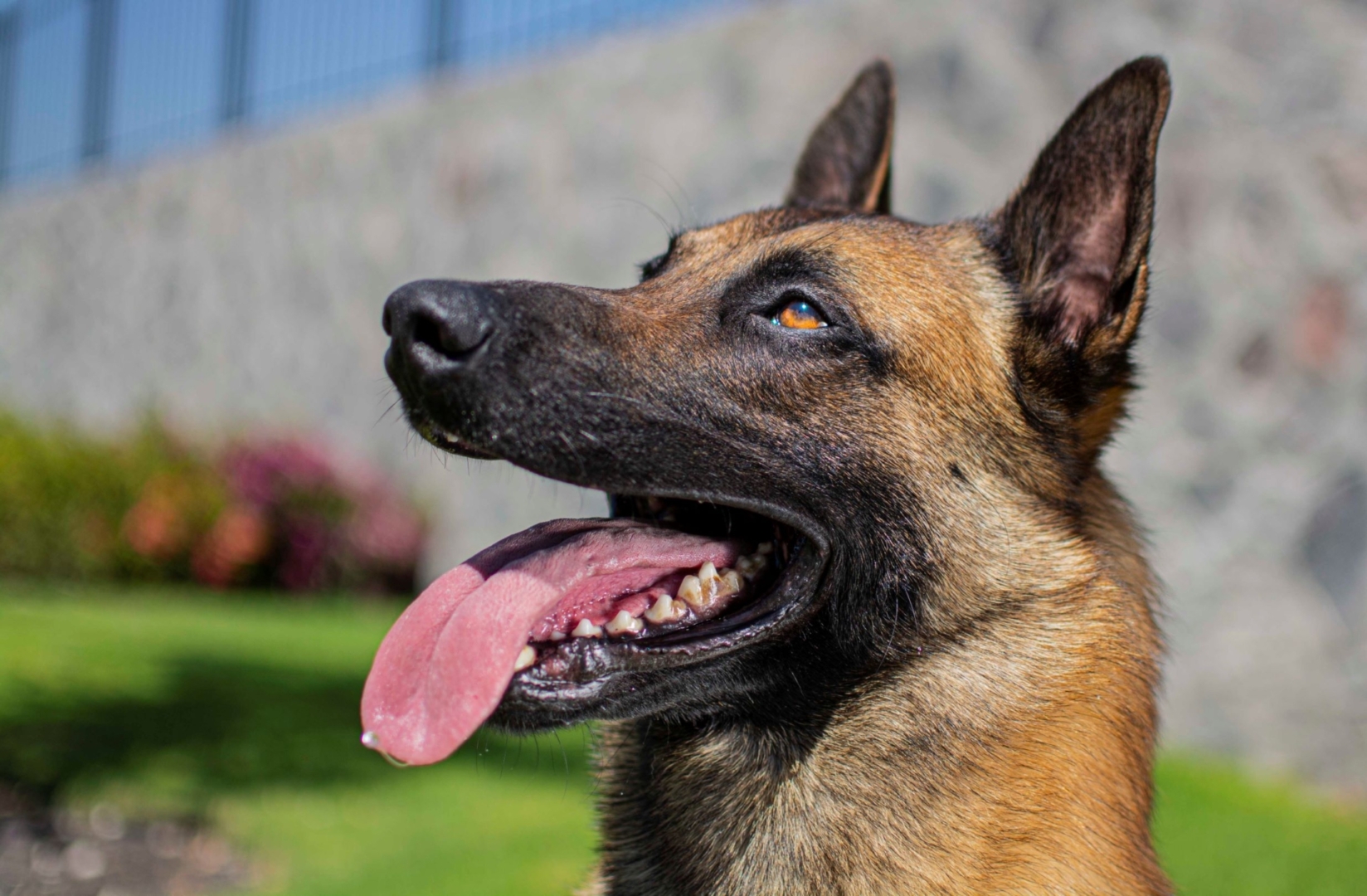 PERROS-ELITE-PASTOR-BELGA-MALINOIS-MACHO-MEXICO